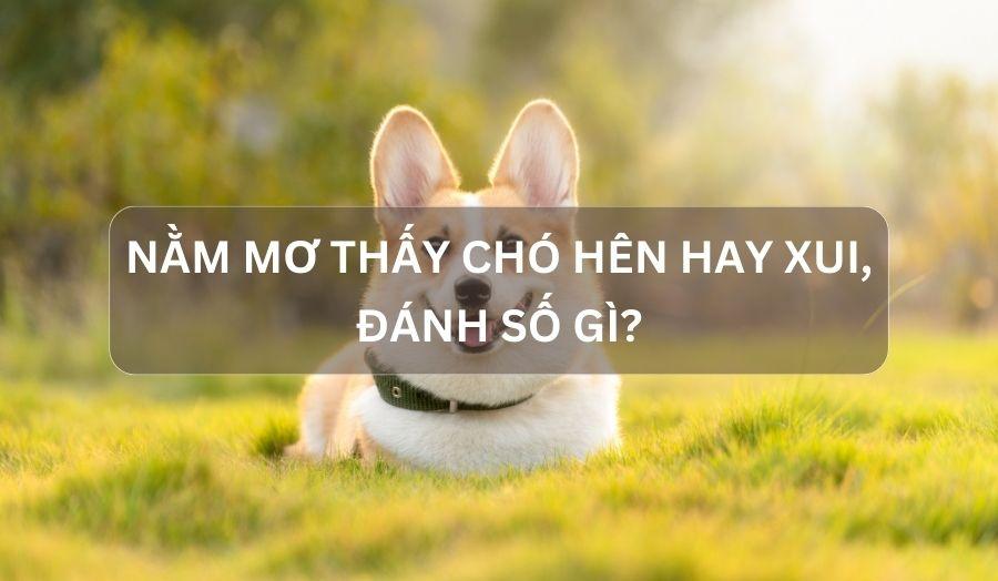 Giải mã giấc mơ thấy đàn chó con: Điềm báo về gia đình và hạnh phúc?