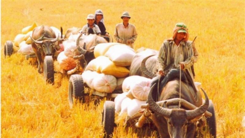 Mơ thấy nhiều cua đồng là điềm báo gì trong cuộc sống?